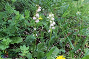 Pyrola minor